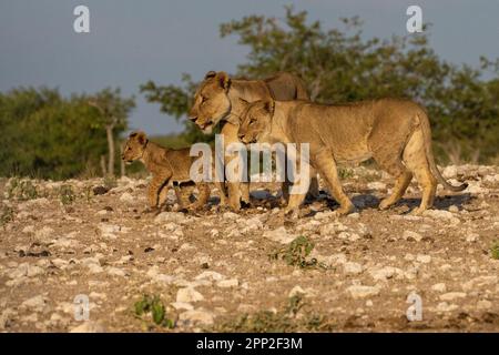 Femmes jeunes mâles et petits dans le parc national d'Etosha Banque D'Images