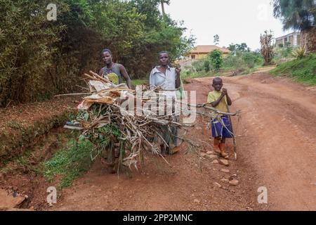 Namuyanja Esther, 15 ans, pousse une brouette remplie de tiges de maïs sèches à utiliser comme bois de chauffage, avec sa mère, Janet Mulongo, et son frère Ibra Mubiru, 10 ans, à Kampala, en Ouganda, sur 25 mars 2023. (Edna Namara/Global Press Journal) Banque D'Images