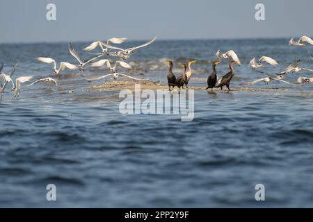 Cormorants et Terns, Floride Banque D'Images