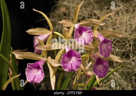 Fleurs d'orchidées tropicales roses avec bandes blanches pour la décoration Banque D'Images