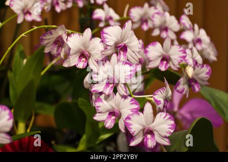 Élégantes orchidées blanches avec des bandes roses fleurissent en automne pour la décoration Banque D'Images