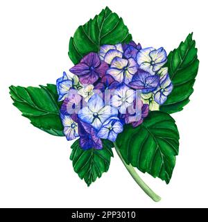 Hydragangea bleu aquarelle. Fleurs peintes à la main avec des feuilles et une branche isolées sur fond blanc. Nature illustration botanique pour le design, l'impression. Banque D'Images