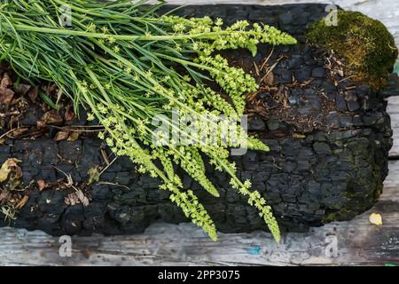 Reseda luteola, fusée de la friteuse, mauvaise herbe de la friteuse, soudure, woold, mauvaise herbe jaune Banque D'Images