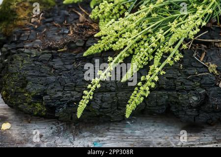 Reseda luteola, fusée de la friteuse, mauvaise herbe de la friteuse, soudure, woold, mauvaise herbe jaune Banque D'Images