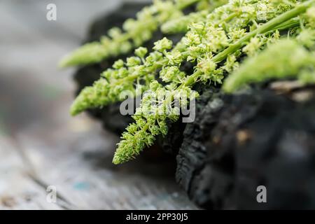 Reseda luteola, fusée de la friteuse, mauvaise herbe de la friteuse, soudure, woold, mauvaise herbe jaune Banque D'Images