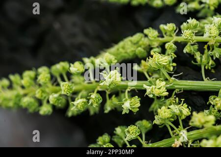 Reseda luteola, fusée de la friteuse, mauvaise herbe de la friteuse, soudure, woold, mauvaise herbe jaune Banque D'Images