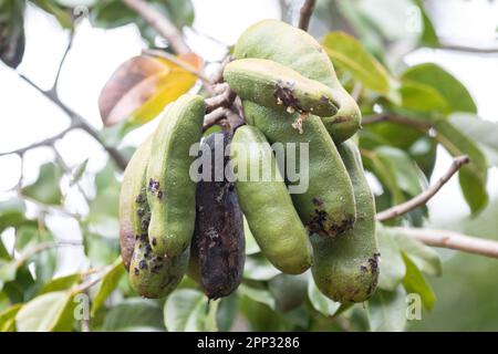 Jatobá , jatoba, fruit -Hymenaea courbaril- fruit typique du cerrado brésilien Banque D'Images