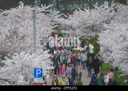 Vilnius, Lituanie. 21st avril 2023. Les gens marchent sous les cerisiers en fleurs au parc Sakura de Vilnius. Sakura Park a été créé en 2001 pour marquer l'anniversaire de naissance de 100th de la diplomate japonaise Chiune Sugihara, qui a servi comme vice-consul pour l'Empire japonais à Kaunas, en Lituanie. Pendant la Seconde Guerre mondiale, Sugihara a aidé environ 6 000 000 Juifs de Lituanie, de Pologne et d'Allemagne à fuir l'Europe en leur délivrant des visas de transit pour qu'ils puissent voyager à travers le territoire japonais. (Photo de Yauhen Yerchak/SOPA Images/Sipa USA) crédit: SIPA USA/Alay Live News Banque D'Images
