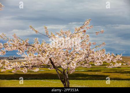 Cerisiers au parc Gary point à Steveston Colombie-Britannique Canada Banque D'Images