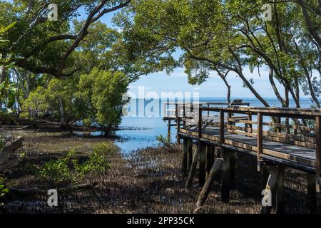 Promenade dans les marais de mangrove avec vue sur la mer au-delà à Wynnum, Queensland, Australie. Banque D'Images