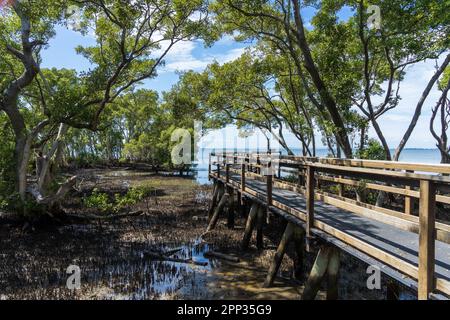 Promenade dans les marais de mangrove avec vue sur la mer au-delà à Wynnum, Queensland, Australie. Banque D'Images