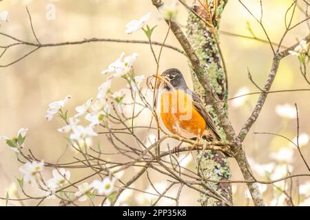 Un Robin américain repose sur une branche d'arbre entre les vols pour recueillir le matériel de nidification pour sa ponte à venir. Banque D'Images