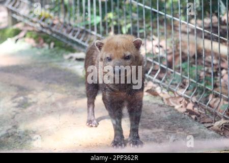 Chien au vinaigre sauvage (Speothos venaticus) isolé en foyer sélectif. renard au vinaigre Banque D'Images