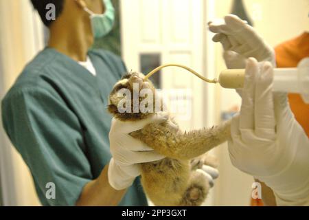 Un loris lent reçoit un traitement médical dans une installation vétérinaire gérée par International Animal Rescue (IAR) à Ciapus, Bogor, West Java, Indonésie. Malgré sa protection, les loris lents souffrent du commerce de la faune. Les primates nocturnes sont traités comme des animaux de compagnie sans avoir de caractéristiques pour survivre dans des milieux anthropiques. En outre, l'espèce est très populaire sur les médias sociaux. Banque D'Images