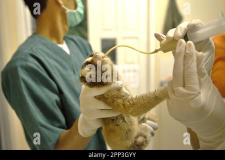 Un loris lent reçoit un traitement médical dans une installation vétérinaire gérée par International Animal Rescue (IAR) à Ciapus, Bogor, West Java, Indonésie. Malgré sa protection, les loris lents souffrent du commerce de la faune. Les primates nocturnes sont traités comme des animaux de compagnie sans avoir de caractéristiques pour survivre dans des milieux anthropiques. En outre, l'espèce est très populaire sur les médias sociaux. Banque D'Images