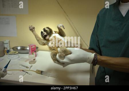 Un loris lent reçoit un traitement médical dans une installation vétérinaire gérée par International Animal Rescue (IAR) à Ciapus, Bogor, West Java, Indonésie. Malgré sa protection, les loris lents souffrent du commerce de la faune. Les primates nocturnes sont traités comme des animaux de compagnie sans avoir de caractéristiques pour survivre dans des milieux anthropiques. En outre, l'espèce est très populaire sur les médias sociaux. Banque D'Images