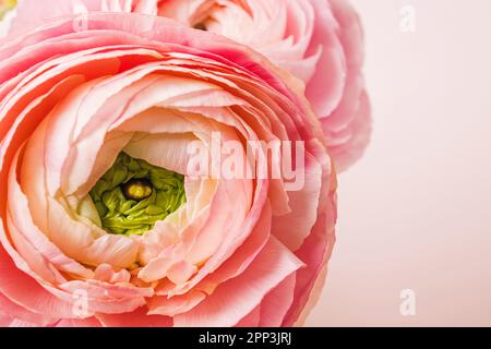 Belle fleur de ranunculus rose frais gros plan, fond de printemps Banque D'Images
