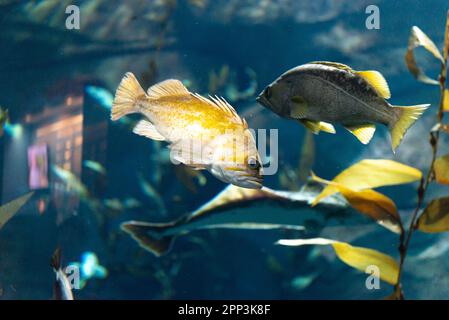 Toronto, ON, Canada - 18 novembre 2022: Voir le réservoir exotique de poissons tropicaux Banque D'Images