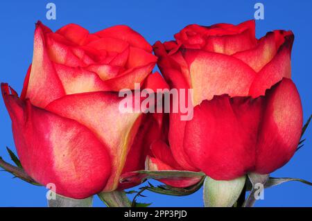 Gros plan macro de roses rouges sur fond bleu Banque D'Images