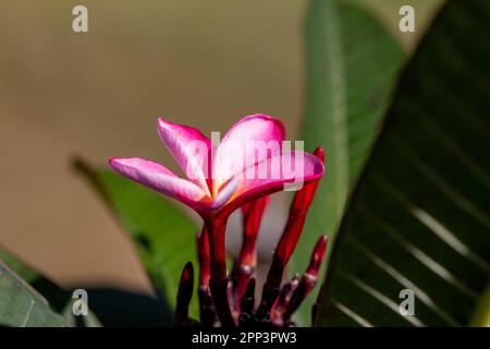 Vue rapprochée en plein air d'une fleur de fleurs en plumeria arc-en-ciel de couleur rose solitaire (frangipani) Banque D'Images