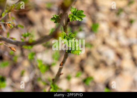 Vue extérieure macro défocative des bourgeons de cassis (ribes alpinum) et des jeunes feuilles qui se répandent au début du printemps Banque D'Images