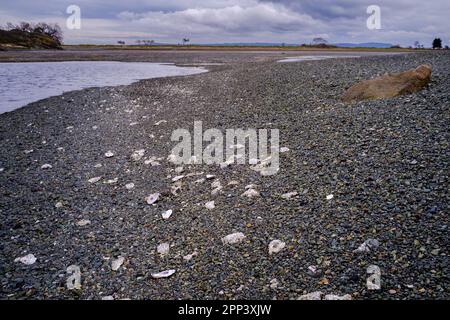 Des coquilles d'huîtres sauvages sont exposées sur une plage rocheuse dans un lagon d'eau salée à marée basse du côté est de l'île de Vancouver, au Canada. Banque D'Images