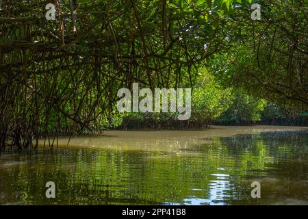 Arche formée par les arbres de la forêt de mangroves. En regardant dans le côté sombre de la forêt jusqu'à la lumière du soleil, les arbres et la voie de l'eau. Racine de la forme de l'arche Banque D'Images