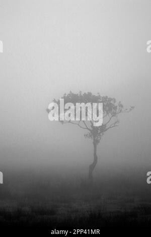 Un arbre isolé dans un brouillard épais tôt le matin Banque D'Images