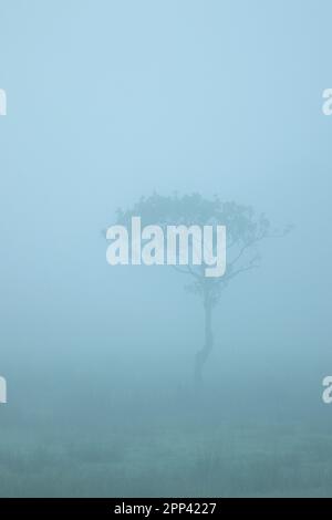 Un arbre isolé dans un brouillard épais tôt le matin Banque D'Images