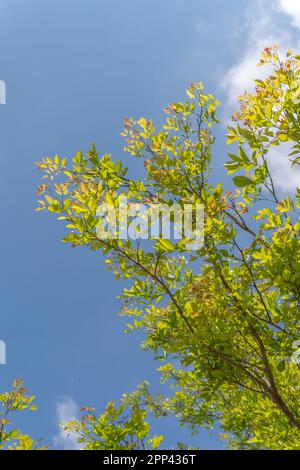 Un après-midi agréable, le soleil brille à travers une branche de feuilles vertes et lumineuses, avec le ciel et les nuages en toile de fond. Banque D'Images