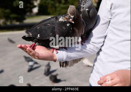 Gros plan trois pigeons assis sur le bras de l'enfant dans la place. Gentil enfant nourrissant des oiseaux. Le concept de la bonté, de l'amour, de la compassion et du soin des animaux. P Banque D'Images