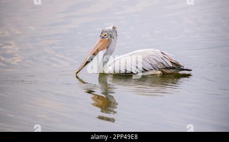 Magnifique Pelican à bec direct nager dans la lagune de près photo, ondulations et réflexion sur la surface de l'eau. Banque D'Images