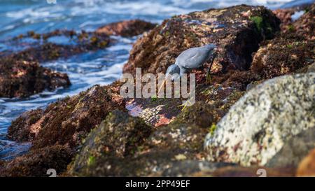 Magnifique Western Reef Heron pêche sur la plage rocheuse, visant à cracher un poisson. Banque D'Images