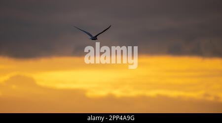 Transformez l'oiseau volant en photo de la silhouette de distance contre un ciel lumineux et doré le matin. Banque D'Images