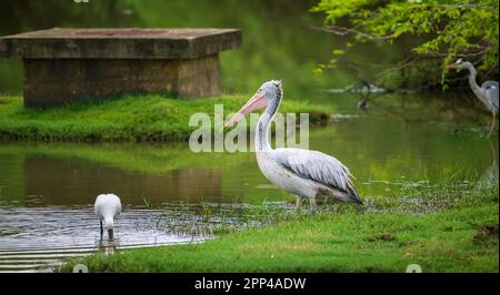 Un pélican à bec direct attend calmement sur la berge d'herbe le matin au lagon de Bundala. Banque D'Images