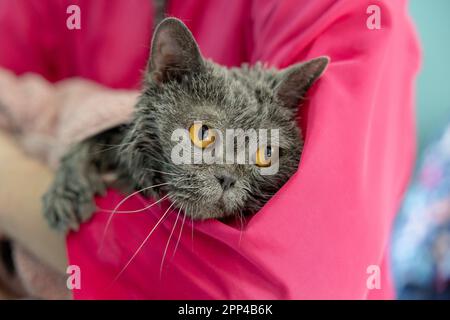 groomer tenant un chat enveloppé dans une serviette après le bain. Soins professionnels pour animaux de compagnie Banque D'Images