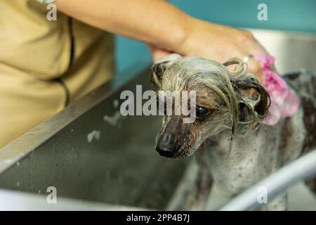 Portrait amusant d'un chien chinois à crête doussant avec du shampooing dans le salon de toilettage. groomer baignant un chien. Soins professionnels pour animaux de compagnie Banque D'Images