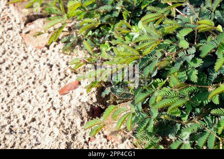 Lojjaboti ou Touch Me pas plante ou Mimosa pudica est une plante à fleurs rampante annuelle ou vivace de la famille des pois ou des légumineuses Fabaceae. Pla sensible Banque D'Images