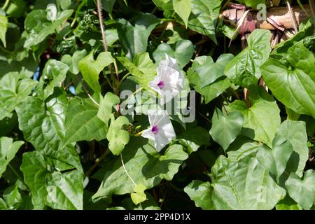 Homme de la Terre, PotoVine sauvage, Ipomoea pandurata est une vigne indigène, vivace, décidue, dans la famille de gloire du matin. Il a des feuilles en forme de coeur a Banque D'Images