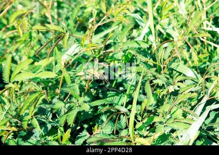 Lojjaboti ou Touch Me pas plante ou Mimosa pudica est une plante à fleurs rampante annuelle ou vivace de la famille des pois ou des légumineuses Fabaceae. Pla sensible Banque D'Images