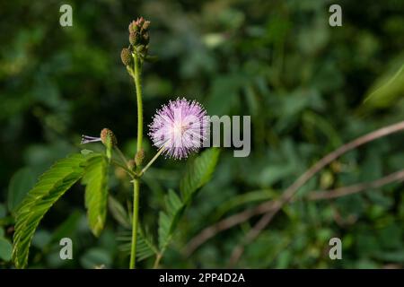 Fleur pupienne rose de lojjaboti ou Touch Me pas de plante ou Mimosa pudica est une plante à fleurs rampante annuelle ou vivace. Plante sensible, plante de honte, Banque D'Images