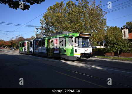 Le tramway de classe B, exploité par les tramways Yarra et portant le logo PTV, traverse une rue ombragée dans la banlieue de Melbourne lors d'une journée d'automne ensoleillée Banque D'Images