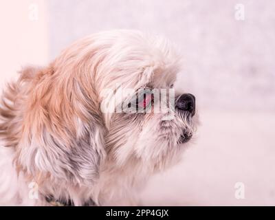 Vieux chien Shih-Tzu avec maladie des cerisiers Banque D'Images