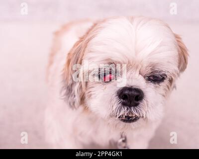 Vieux chien Shih-Tzu avec maladie des cerisiers Banque D'Images