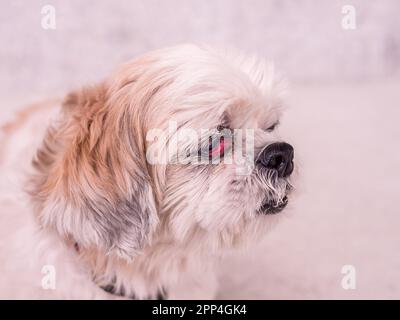 Vieux chien Shih-Tzu avec maladie des cerisiers Banque D'Images