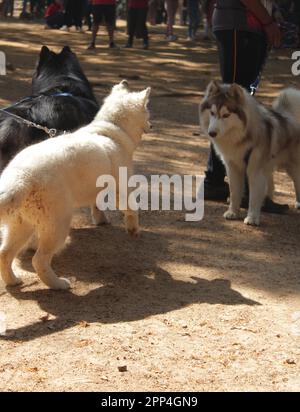Husky sibérien dans un parc sans photo du propriétaire Banque D'Images