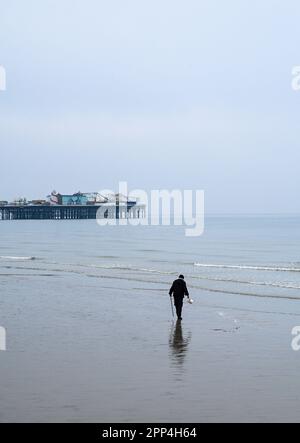 Brighton UK 22nd avril 2023 - Un creuseur d'appâts solitaire tire le meilleur parti de la marée basse sur la plage de Brighton lors d'une matinée gris terne le long de la côte sud : Credit Simon Dack / Alay Live News Banque D'Images