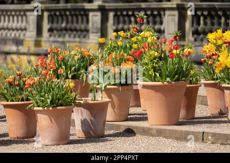 De nombreux pots en céramique avec des fleurs de printemps lumineuses sont disposés dans une rangée, affichage de l'heure de printemps Banque D'Images