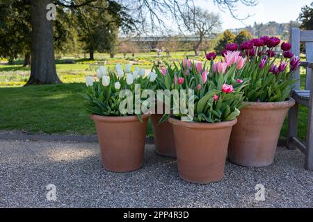 De nombreux pots en céramique avec des fleurs de printemps lumineuses sont disposés dans une rangée, affichage de l'heure de printemps Banque D'Images