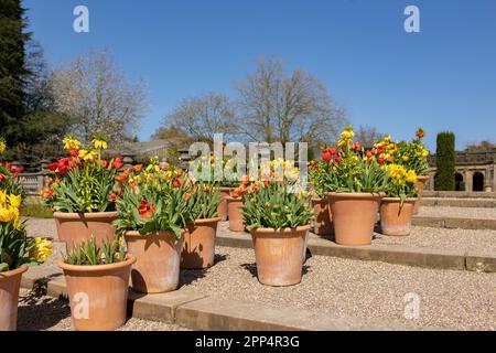 De nombreux pots en céramique avec des fleurs de printemps lumineuses sont disposés dans une rangée, affichage de l'heure de printemps Banque D'Images